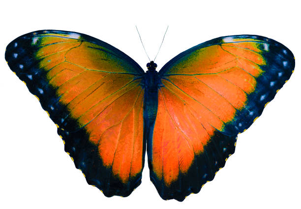 istock Orange butterfly isolated on white background with spread wings 872538482
