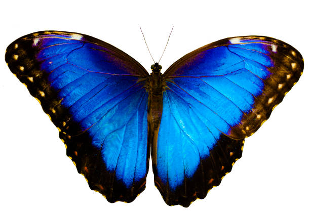 istock Blue morpho butterfly isolated on white background with spread wings 872538532