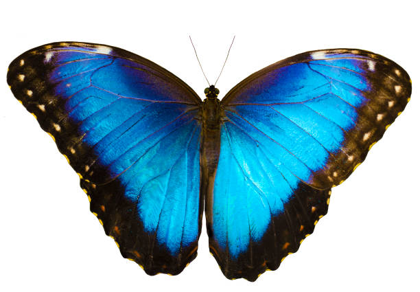istock Blue morpho butterfly isolated on white background with spread wings 872538582