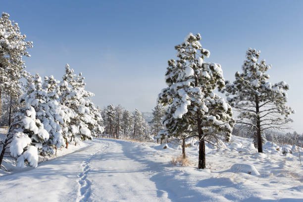 Blue skies over a snow covered road