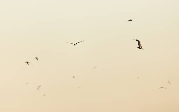 istock gulls in the sky above the lake at sunset 872541988