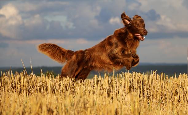 istock Flat coated retriever on a stubble field 872548786