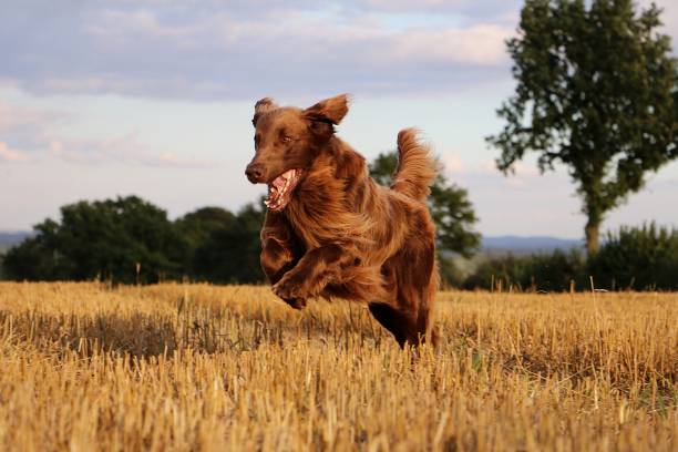 Flat coated Retriever has fun on a stubble field