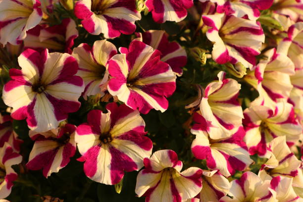 Petunias stock photo