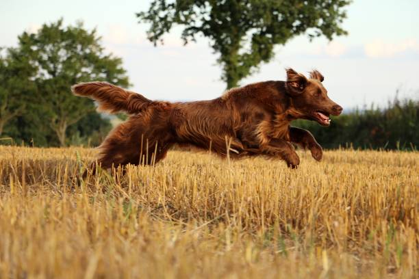 istock Flat coated retriever on a stubble field 872549190