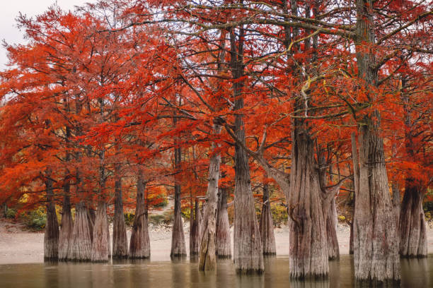 istock Red swamp cypresses and lake in Sukko 872553184