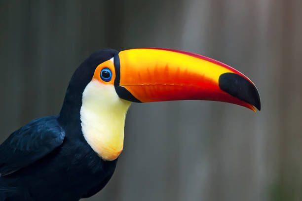 istock Close up wreathed Hornbill. 872553784