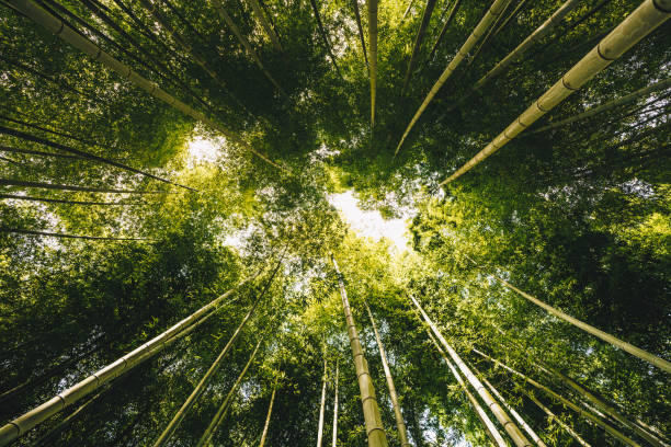 istock Bamboo forest Arashiyama near Kyoto, Japan 872557446