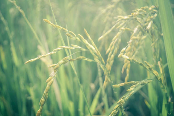 Paddy field-green agriculture land, India