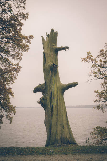 vertical photo rétro vintage morte chêne usé sans feuilles et les branches. l’usine est sur le bord du lac capturé dans une froide journée d’automne avec l’arrière-plan flou. ciel est couvert par les nuages. - waters edge lake beach tree photos et images de collection