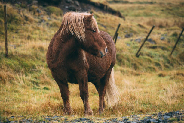 istock Brown islandic horse on a mountain meadow 872561642