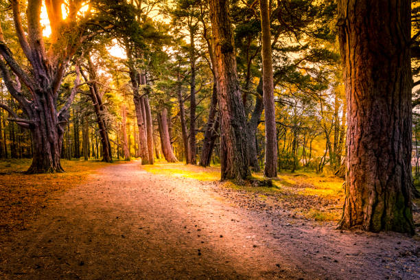 chemin de beau chemin à travers la forêt de aviemore en fin d’été - aviemore photos et images de collection