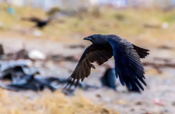 Photo of Black Crow in mid flight