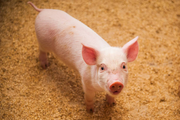 istock Domestic pigs on a farm 872565438