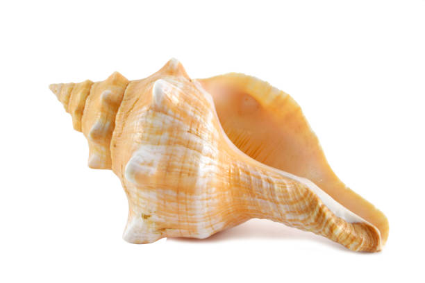beyaz arka plan üzerinde izole turuncu ortak budaklı milli deniz kabuğu - shell stok fotoğraflar ve resimler