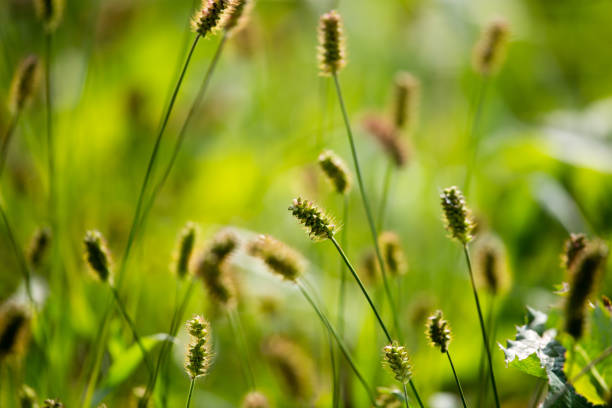 istock yellow ears on grass in autumn park 872568702