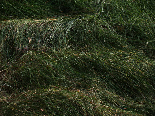 Background of green grass stock photo