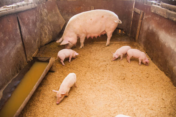 istock Domestic pigs on a farm 872568858