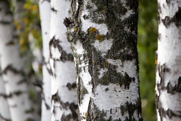 istock white trunks of a birch on the nature 872568958
