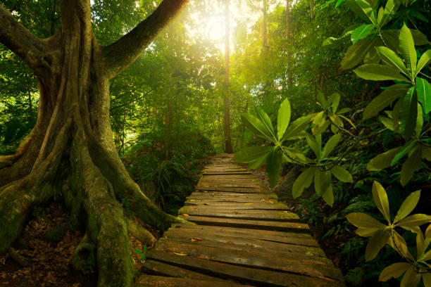 asian jungle - bamboo grove imagens e fotografias de stock