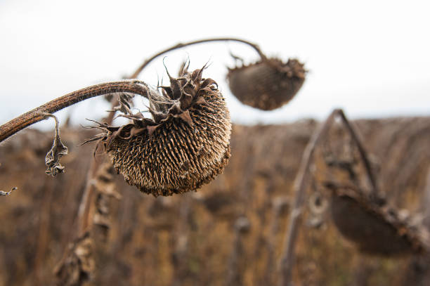 istock Vintage withered sunflowers in the field 872572068