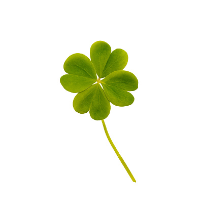 Green Four Leaf Clover Isolated on White Backgound.