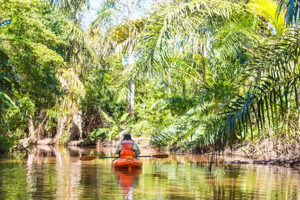 Senior man in kayak on the river Papaturro, he paddles close to mangrove trees. Nicaragua
