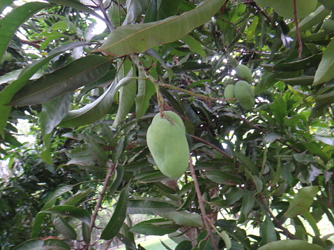 Mango, mangas, mangga, mempalam, mempelam, cuckoo's joy, indian mango, bowen mango, amra pod or puah - The mango is a fleshy yellowish-red tropical fruit that is eaten ripe or used green for pickles or chutneys.