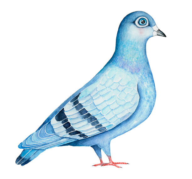 istock Feral Pigeon hand drawn watercolor illustration, isolated on white background. Blue, navy and gray colors. 872579008