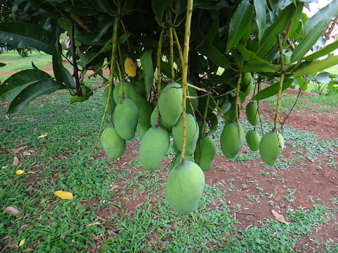 Mango, mangas, mangga, mempalam, mempelam, cuckoo's joy, indian mango, bowen mango, amra pod or puah - The mango is a fleshy yellowish-red tropical fruit that is eaten ripe or used green for pickles or chutneys.