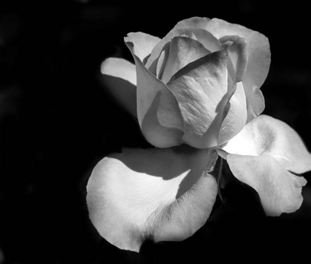 istock Head of rose on black background 872579470