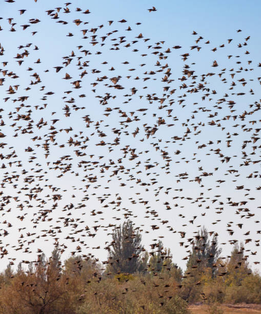 istock A flock of starlings 872580024