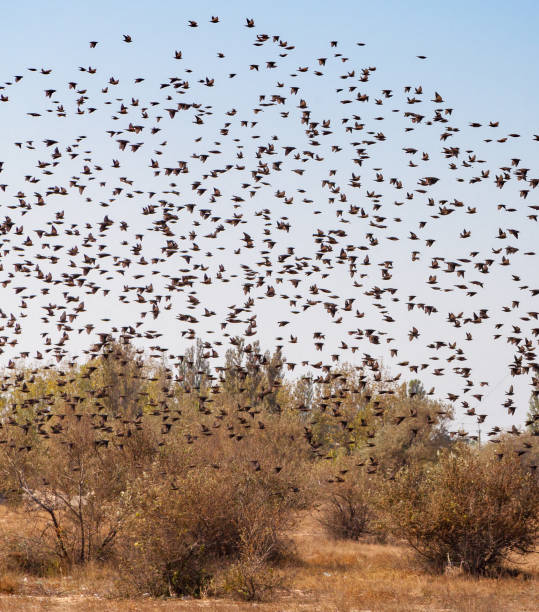 istock A flock of starlings 872580026