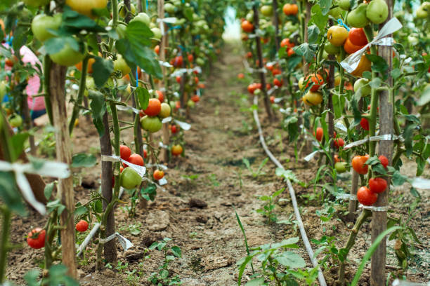 istock Ripening tomatoes in the greenhouse 872582532