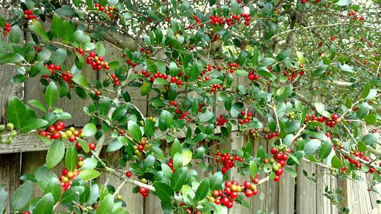 Clusters of red and green yaupon holly berries grow over the top of a wooden fence in Middlebrook park in the suburbs of Clear Lake City, Houston, Texas.