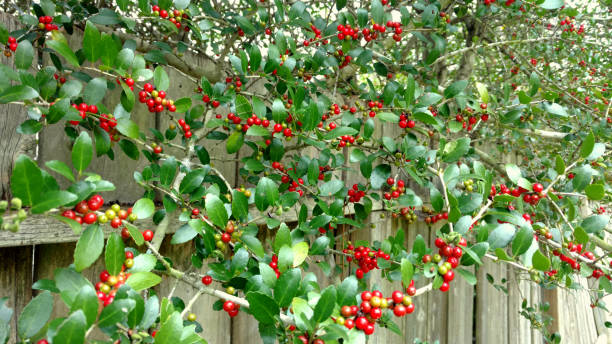 Yaupon Holly Berries stock photo