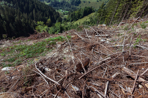 A typical example of environmental degradation, a damage it through forestry exploitation