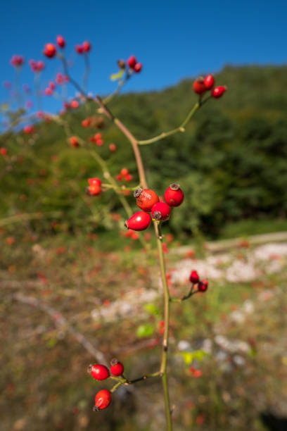 istock Briar bush with fruits 872586014