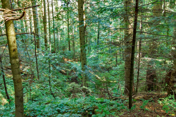 istock view inside of the forest on the trees 872586788