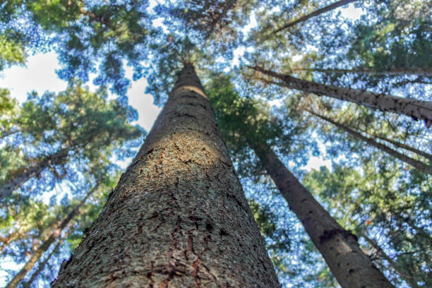 istock forest trees. nature green wood sunlight backgrounds 872586796