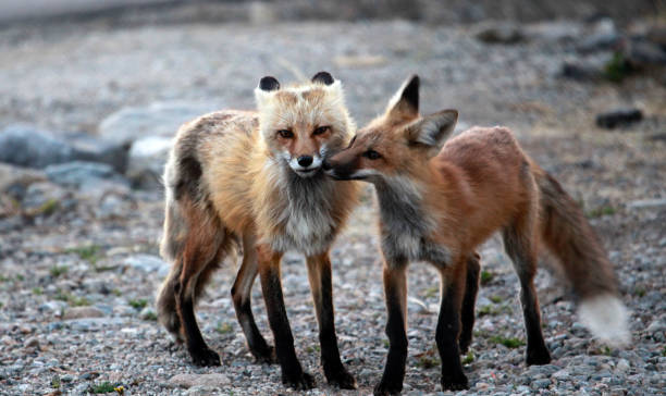 istock A tender moment with mama and pup red foxes 872587208