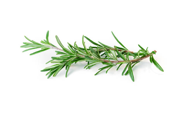 istock Rosemary isolated on white background 872590274