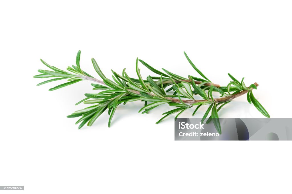 Rosemary isolated on white background Rosemary Stock Photo