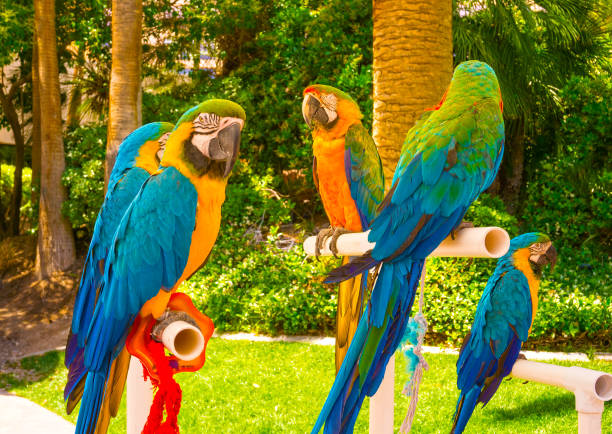 Parrots Denmark 190+ Denmark Lands Chat Stock Photos, Pictures & Royalty-Free Images ...