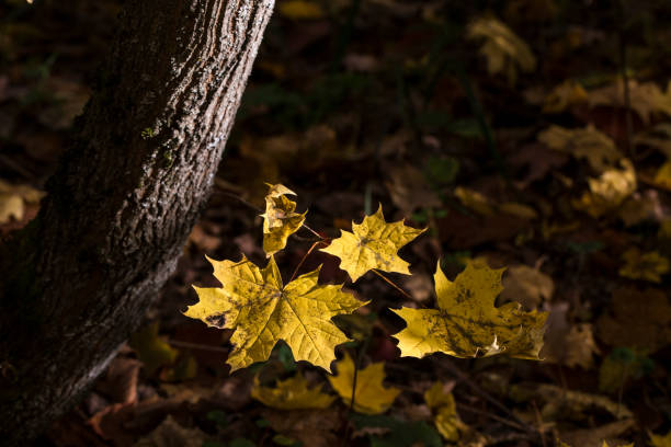Autumn background with maple leaves in sunlight