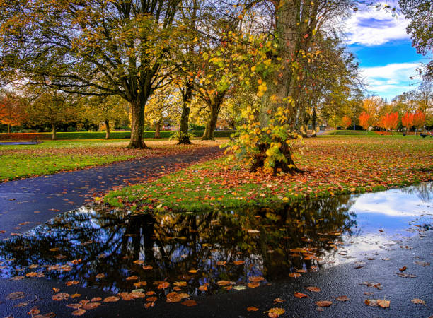 Stock photo of beautiful autumn colours reflecting in garden pond with mature common ash tree leaves and fall colours reflections (fraxinus excelsior) growing on riverbank with branches trunks hanging over water surface by green lawn grass needing raking raked