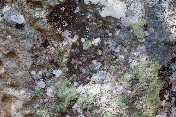 istock A texture of the gray stone 872593152