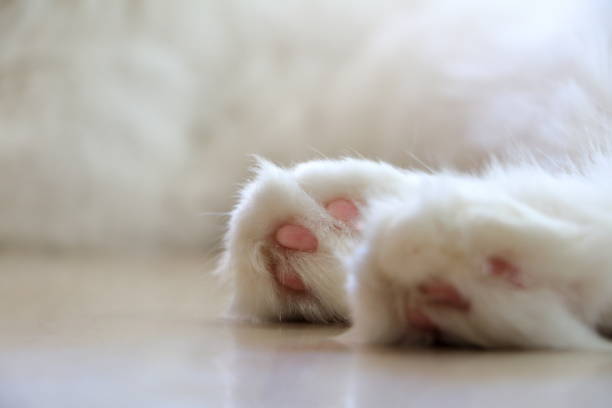 The picture of cat paw lying.