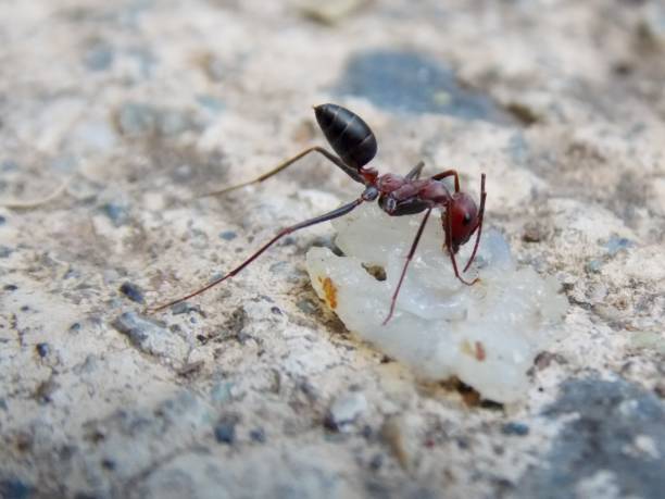 istock The ant found food 872593258
