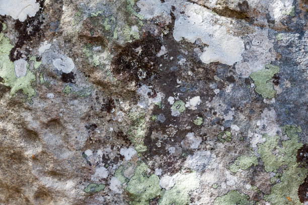 istock A texture of the gray stone 872593400